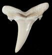 Fossil Sand Shark (Odontaspis) Tooth - Lee Creek, NC #47684-1